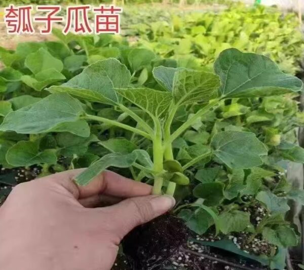 74. Oppo Seedling 短蒲瓜苗