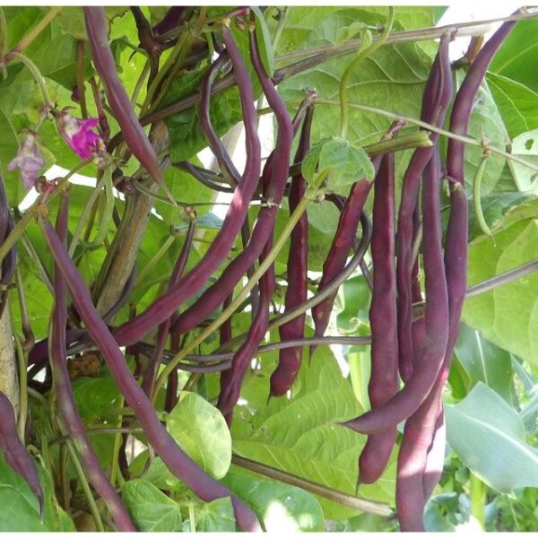 81. Purple Queen Bean Seedling 紫色四季豆苗(豆角)