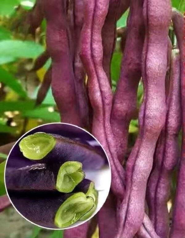 81. Purple Queen Bean Seedling 紫色四季豆苗(豆角)