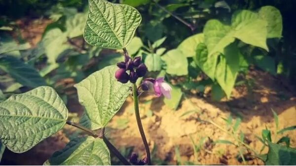 81. Purple Queen Bean Seedling 紫色四季豆苗(豆角)