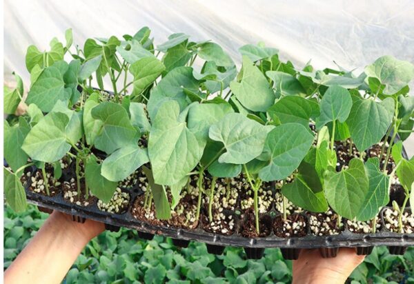 81. Purple Queen Bean Seedling 紫色四季豆苗(豆角)