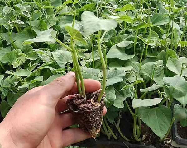 81. Purple Queen Bean Seedling 紫色四季豆苗(豆角)