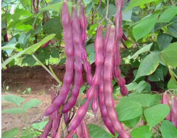 81. Purple Queen Bean Seedling 紫色四季豆苗(豆角)