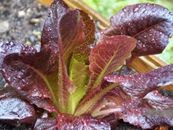 18. Red Romaine Lactuca Seedling  红叶罗马生菜苗