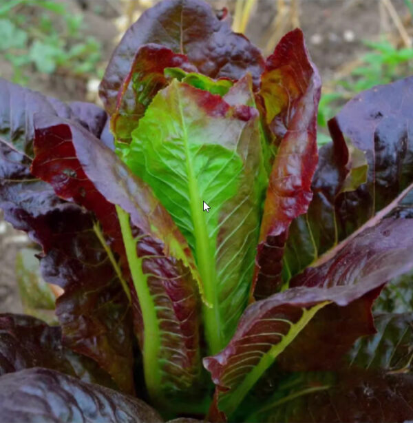 18. Red Romaine Lactuca Seedling  红叶罗马生菜苗