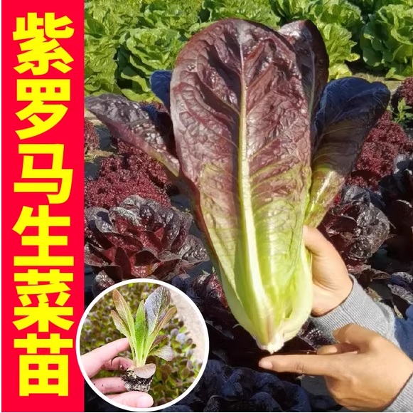 18. Red Romaine Lactuca Seedling  红叶罗马生菜苗