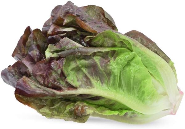 18. Red Romaine Lactuca Seedling  红叶罗马生菜苗