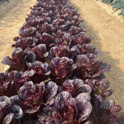 hover-18-red-romaine-%e7%ba%a2%e5%8f%b6%e7%bd%97%e9%a9%ac%e7%94%9f%e8%8f%9c