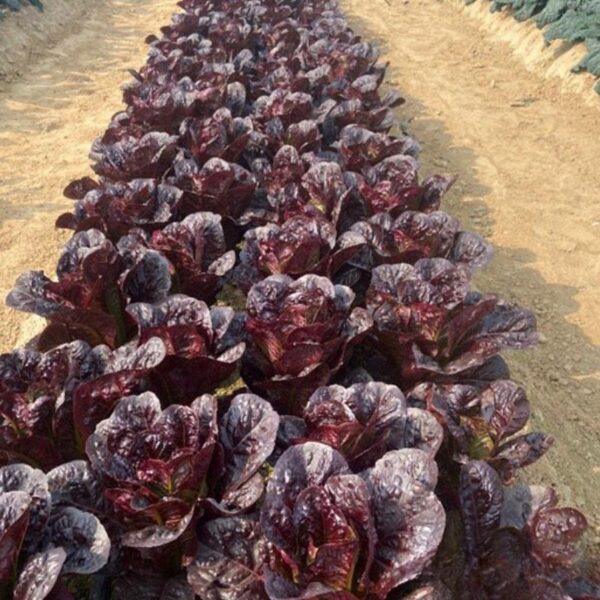 18. Red Romaine Lactuca Seedling  红叶罗马生菜苗