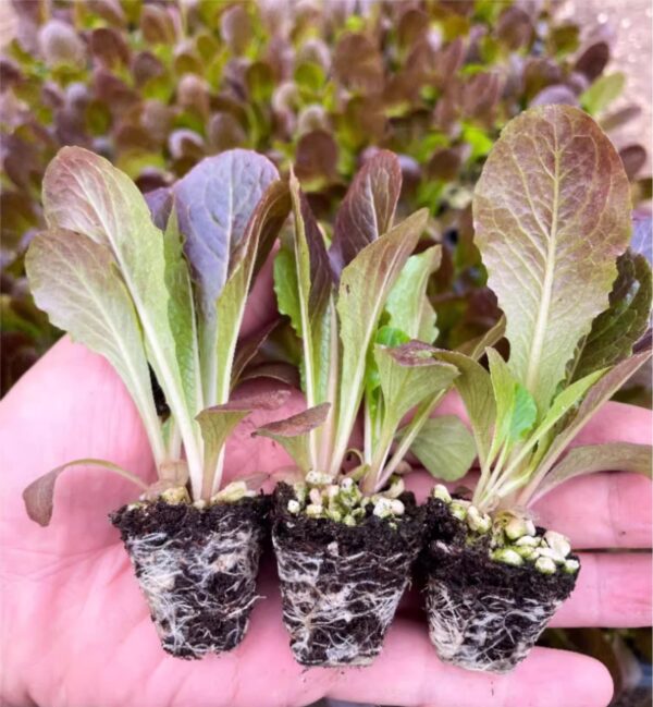 18. Red Romaine Lactuca Seedling  红叶罗马生菜苗