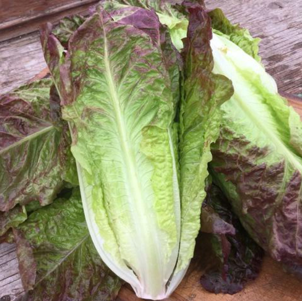 17. Red  Lactuca Seedling 红唐生菜苗