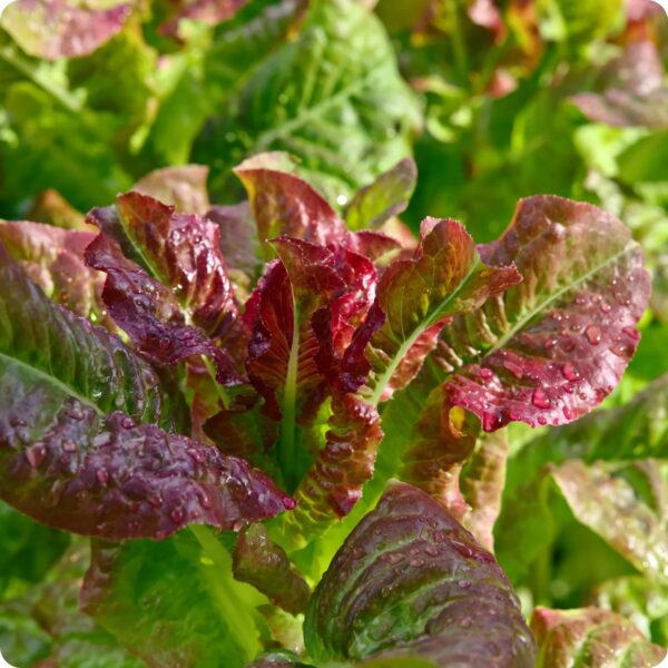 17. Red  Lactuca Seedling 红唐生菜苗