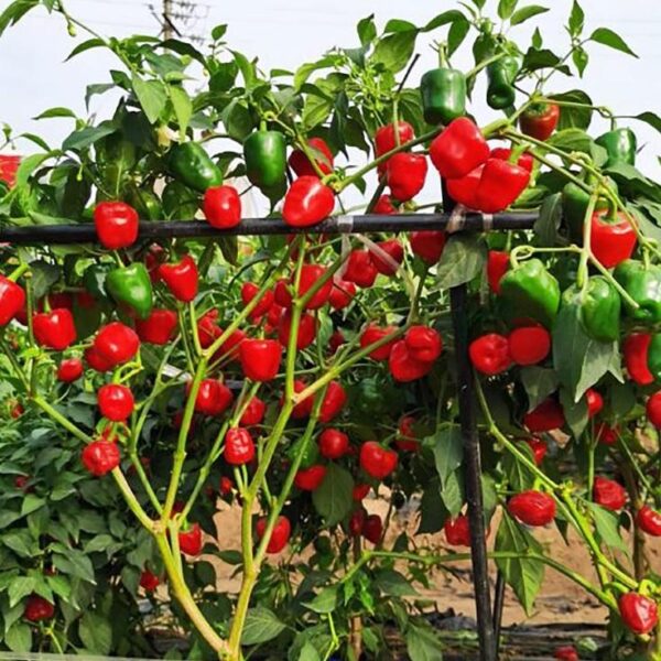 57. Red Bell Pepper Seedling 红色大灯笼椒苗