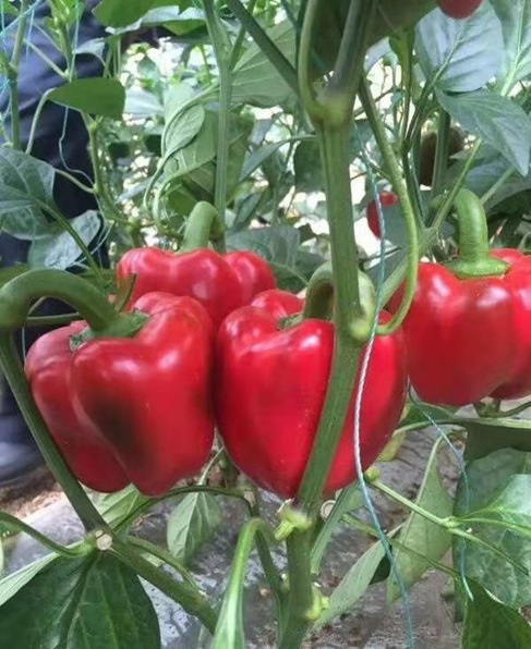 57. Red Bell Pepper Seedling 红色大灯笼椒苗