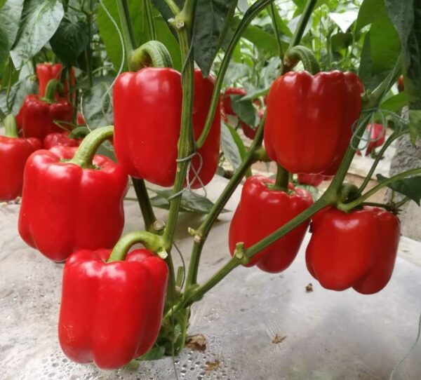 57. Red Bell Pepper Seedling 红色大灯笼椒苗