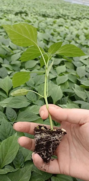 57. Red Bell Pepper Seedling 红色大灯笼椒苗