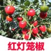gallery-1