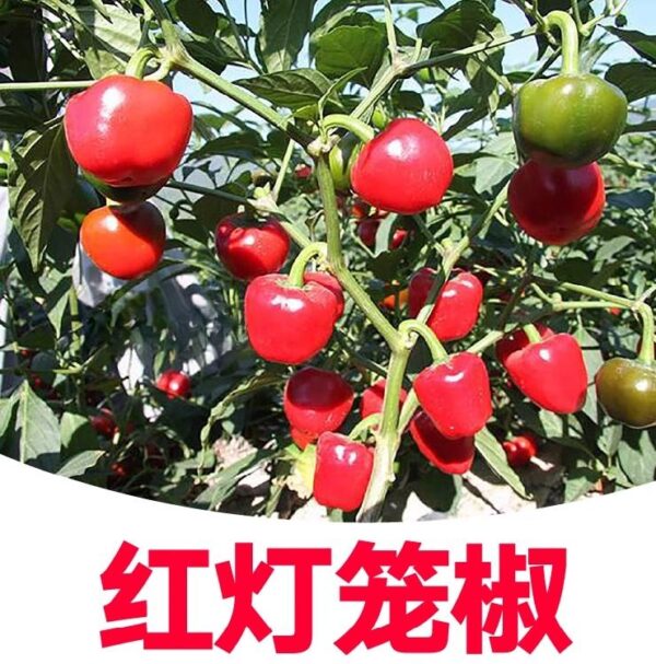 57. Red Bell Pepper Seedling 红色大灯笼椒苗
