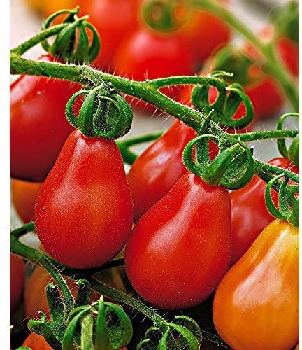 41. Red Pear Tomato Seedling 红色洋梨番茄苗