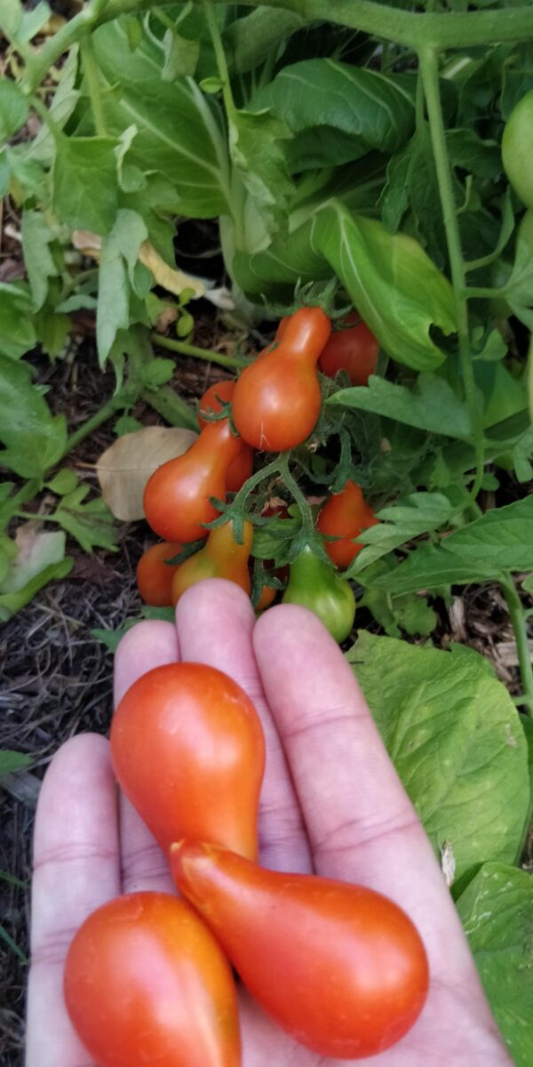 41. Red Pear Tomato Seedling 红色洋梨番茄苗