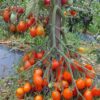 gallery-3