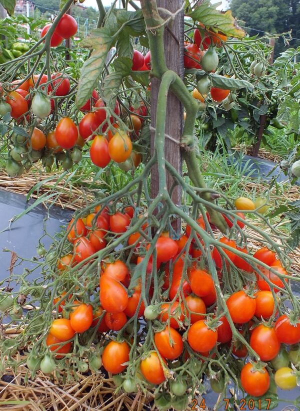 41. Red Pear Tomato Seedling 红色洋梨番茄苗