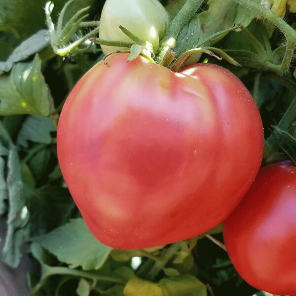 49. Ox Heart(red) Tomato Seedling 红色牛心番茄苗