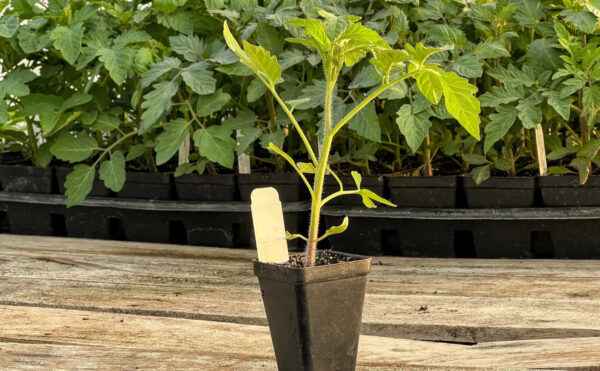 49. Ox Heart(red) Tomato Seedling 红色牛心番茄苗