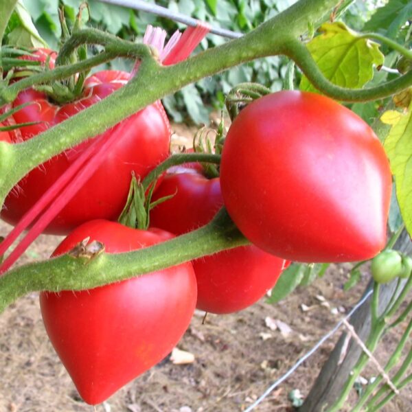 49. Ox Heart(red) Tomato Seedling 红色牛心番茄苗