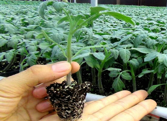 52. Ace 55 Seedling(red) 红色王牌55番茄苗