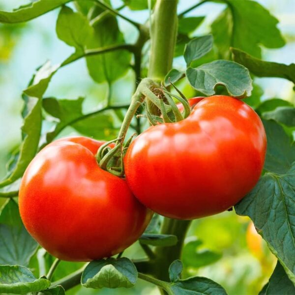 52. Ace 55 Seedling(red) 红色王牌55番茄苗