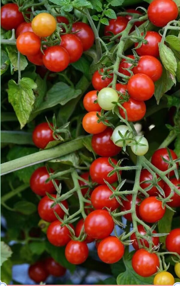 48. Sweet 100(red) Tomato Seedling 红色甜百萬番茄苗