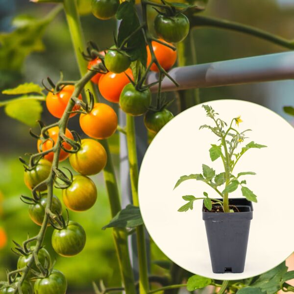 48. Sweet 100(red) Tomato Seedling 红色甜百萬番茄苗
