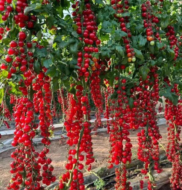 48. Sweet 100(red) Tomato Seedling 红色甜百萬番茄苗