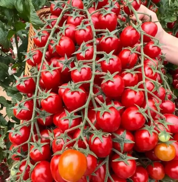 48. Sweet 100(red) Tomato Seedling 红色甜百萬番茄苗