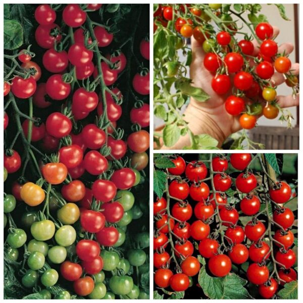 48. Sweet 100(red) Tomato Seedling 红色甜百萬番茄苗