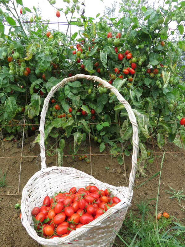 39. Grape(red) Tomato Seedling 红色葡萄蕃茄苗