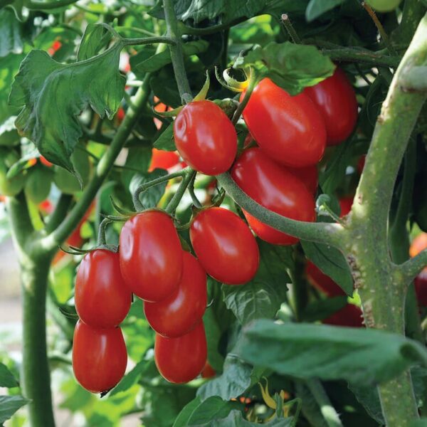 39. Grape(red) Tomato Seedling 红色葡萄蕃茄苗