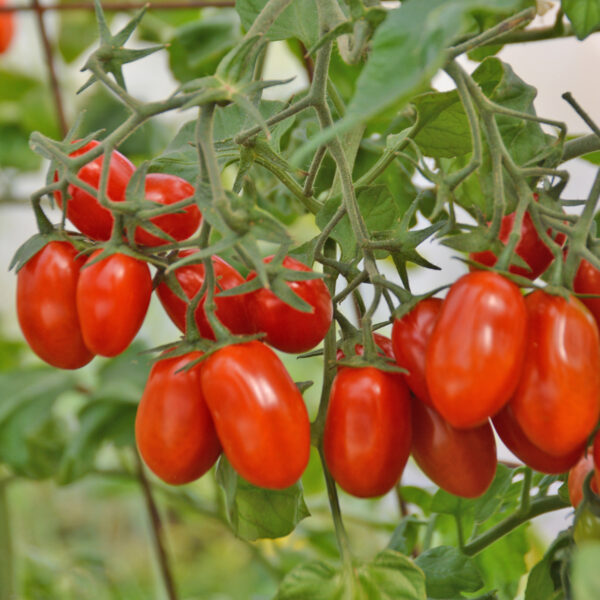 39. Grape(red) Tomato Seedling 红色葡萄蕃茄苗