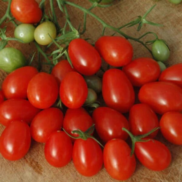 39. Grape(red) Tomato Seedling 红色葡萄蕃茄苗