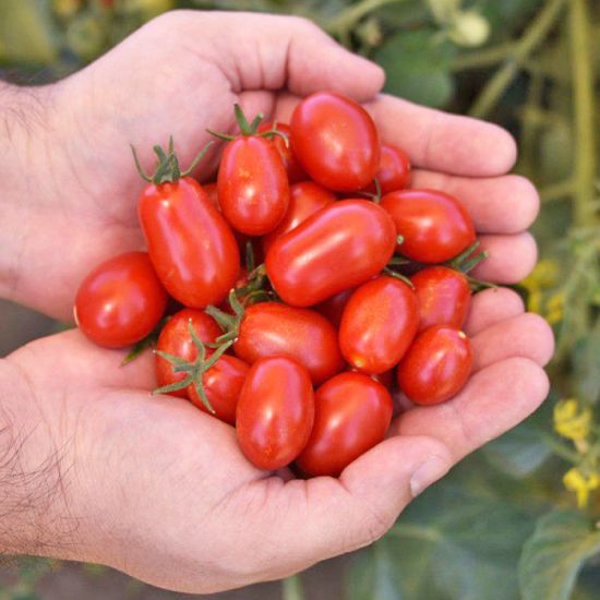 39. Grape(red) Tomato Seedling 红色葡萄蕃茄苗