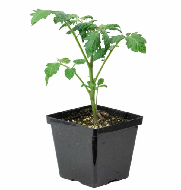 39. Grape(red) Tomato Seedling 红色葡萄蕃茄苗