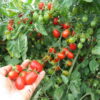 gallery-1