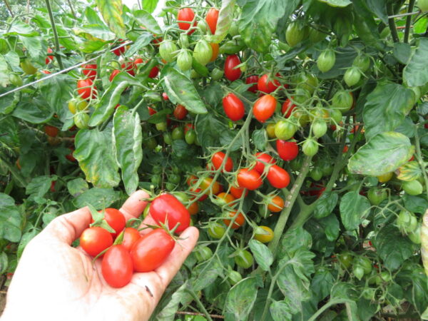 39. Grape(red) Tomato Seedling 红色葡萄蕃茄苗