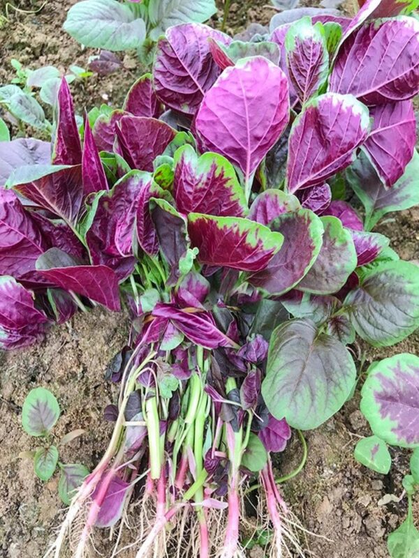 24. Hon Sin Red Seedling 红苋菜苗