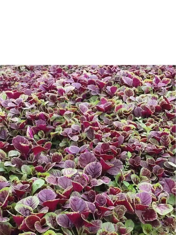 24. Hon Sin Red Seedling 红苋菜苗