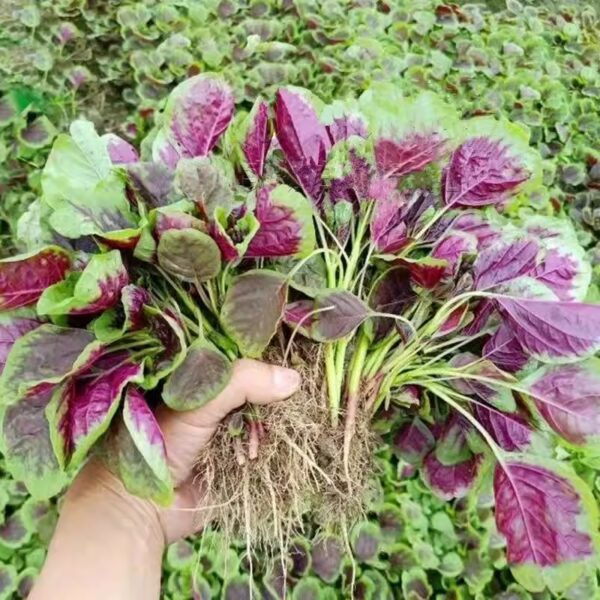 24. Hon Sin Red Seedling 红苋菜苗