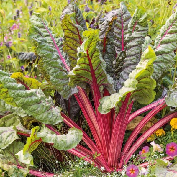 27. Red Swiss Chard Seedling 红莙荙菜苗