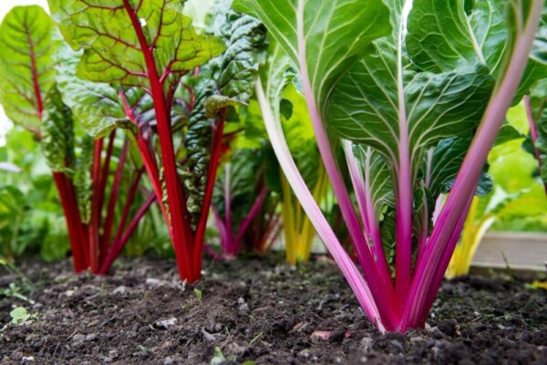 27. Red Swiss Chard Seedling 红莙荙菜苗