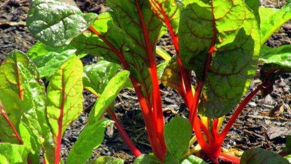 27. Red Swiss Chard Seedling 红莙荙菜苗
